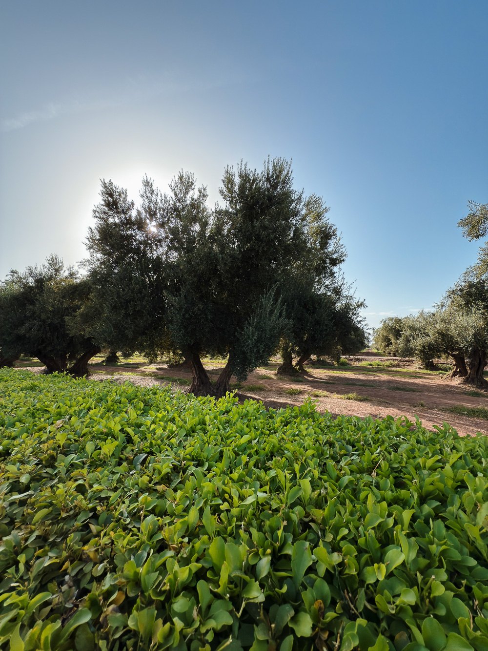 Deretan pokok zaitun tua di kebun Taman Menara Marrakech