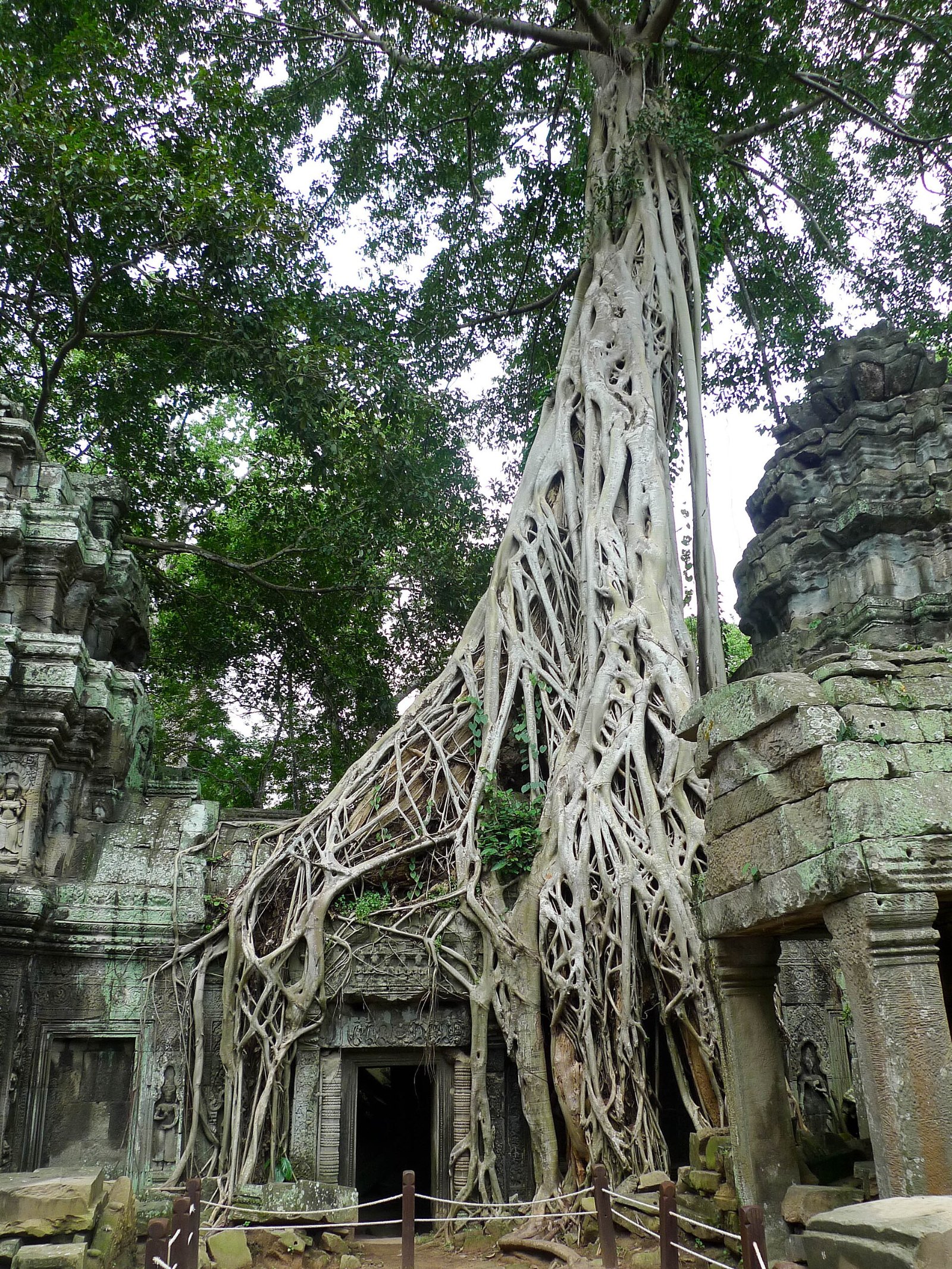 Akar pokok besar menjalar di atas runtuhan Ta Prohm