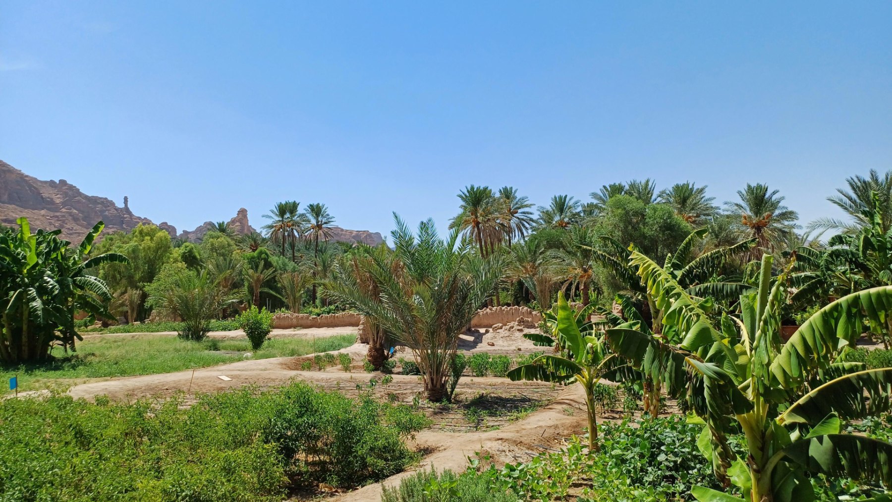Kebun dan pokok kurma di oasis AlUla di bawah langit biru