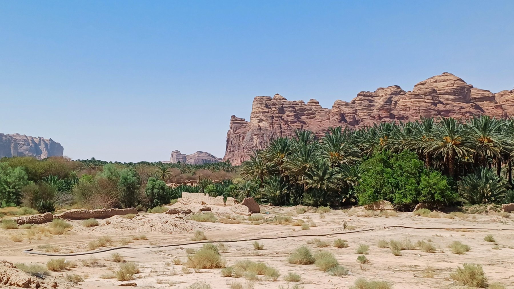 Kebun kurma oasis AlUla dengan tebing batu pasir di latar belakang, kawasan utara Wadi al-Qura