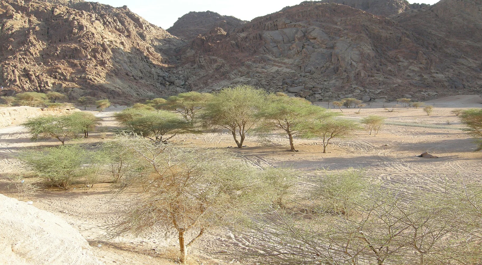 Lembah Wadi al-Baida dengan pohon akasia dan banjaran gunung batu