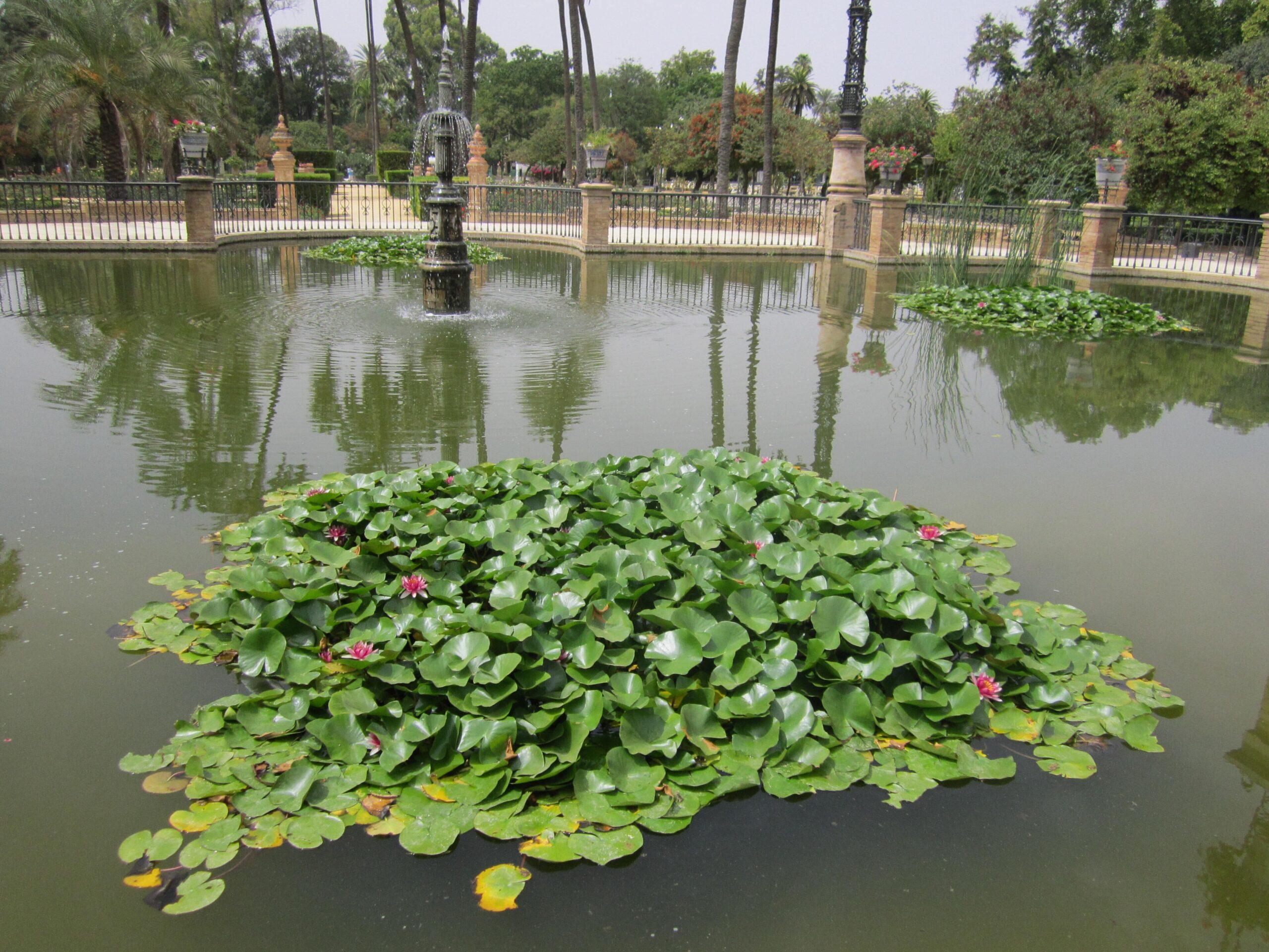 Kolam berteratai dan pokok rendang di Taman María Luisa, Sevilla