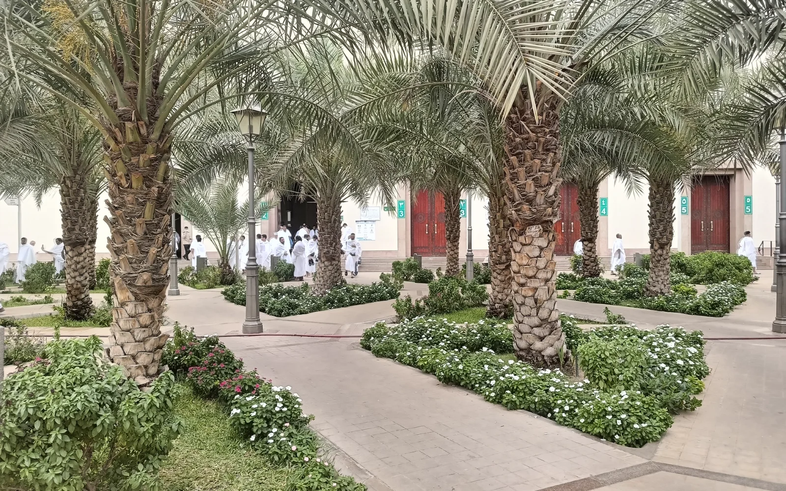 Taman pohon kurma di halaman Masjid Miqat Bir Ali