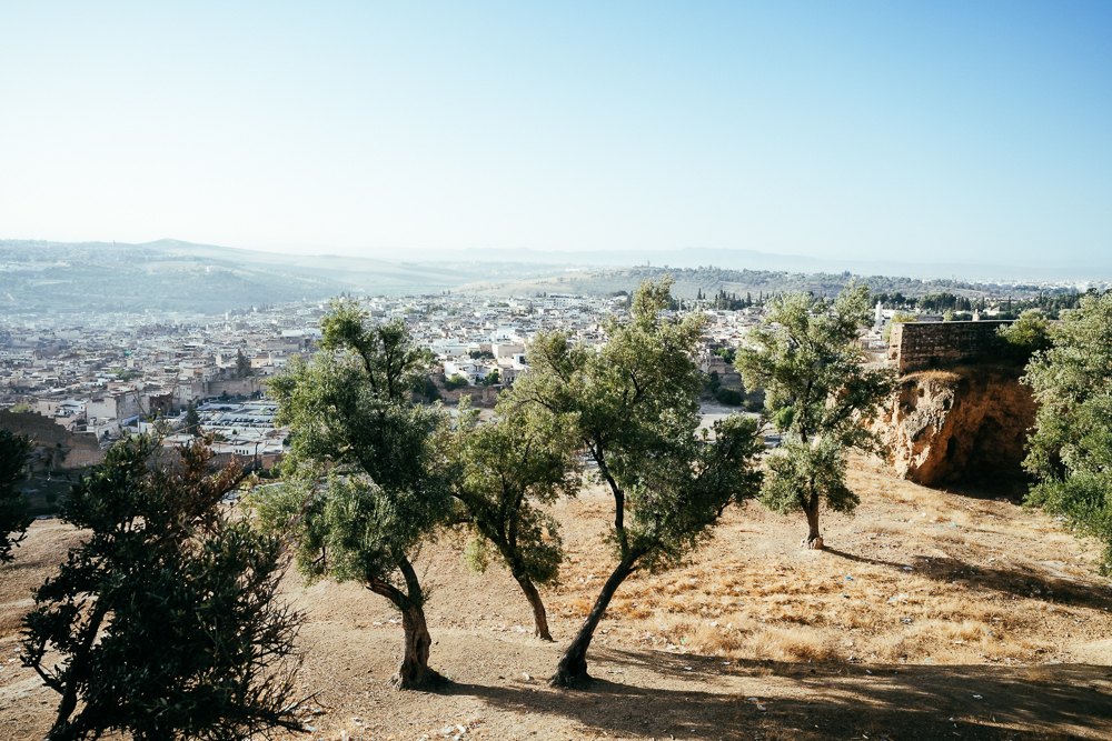 Pemandangan Medina of Fez dari bukit dengan pokok zaitun di hadapan
