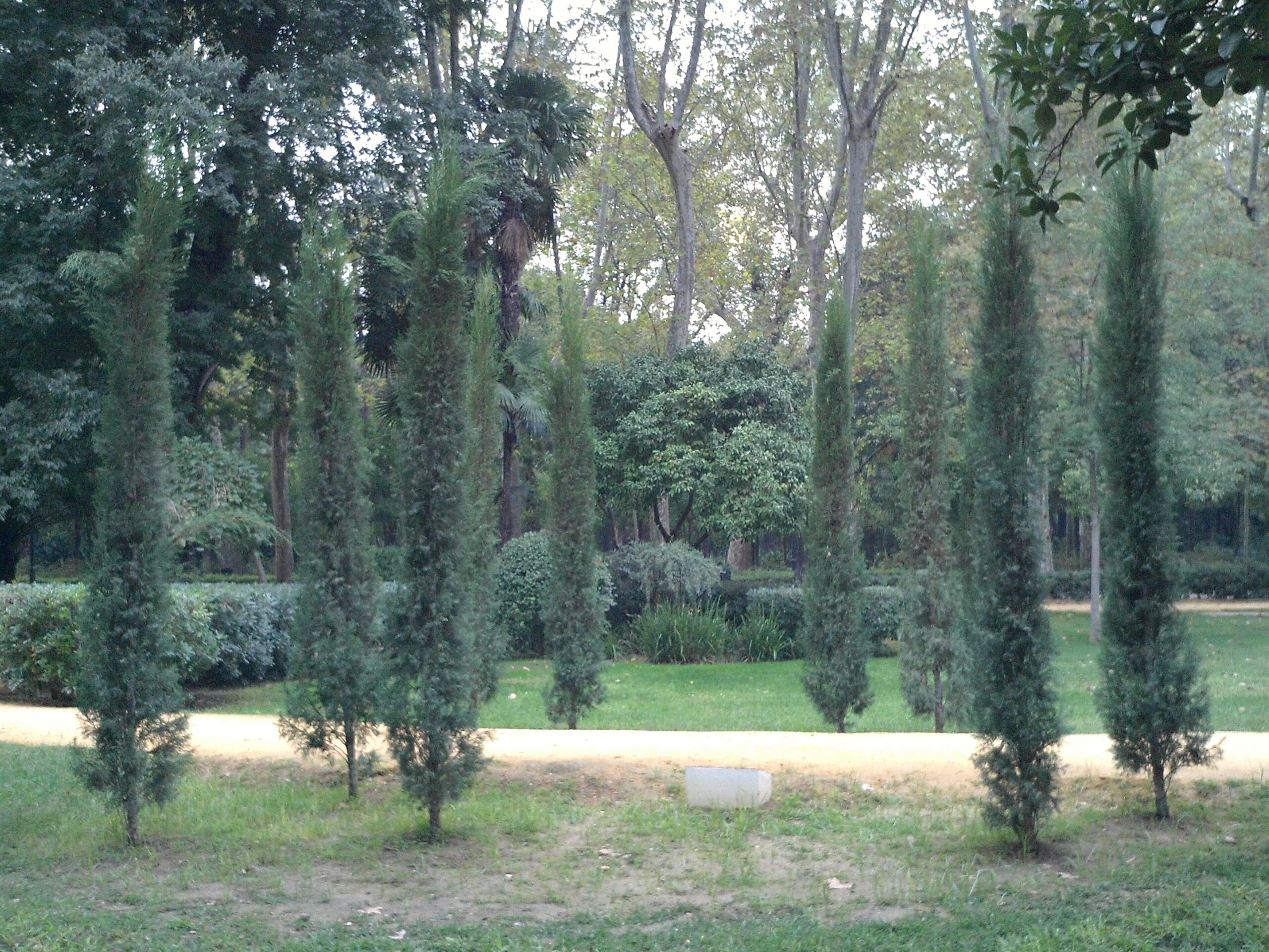 Barisan pokok sipres dan laman hijau di Taman María Luisa, Sevilla